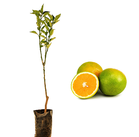 Laranja Pera Rio - 1 Muda - Produz Rápido