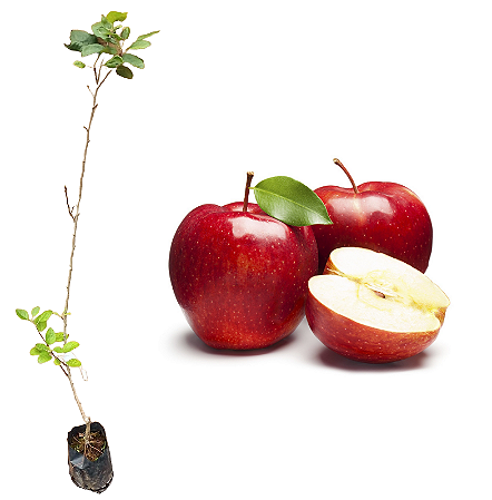 Maçã Julieta - 1 Muda para Climas Quentes Enxertada