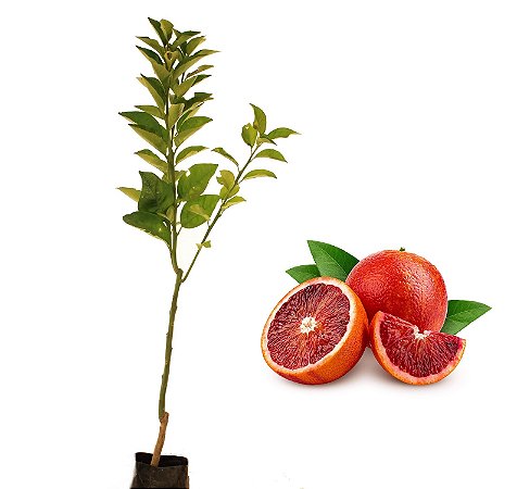 Laranja Sanguínea - 1 Muda - Produz Rápido