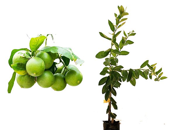 Limão Taiti (Enxertado) - 1 Muda Grande - Próximo de Produzir!