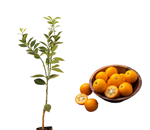 Laranja Kinkan -  1 Muda Pronta P/ Plantar - Produz Rápido