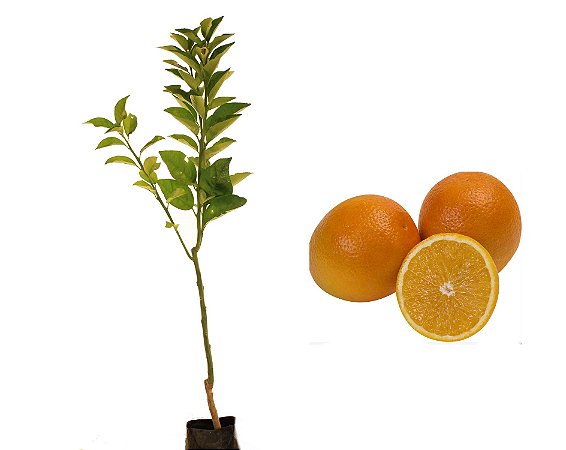 Laranja Seleta - 1 Muda Enxertada - Ideal para vasos