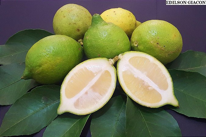 Muda Frutifera de Limão Doce (Enxertado) - Muda Média - Próxima de Produzir!