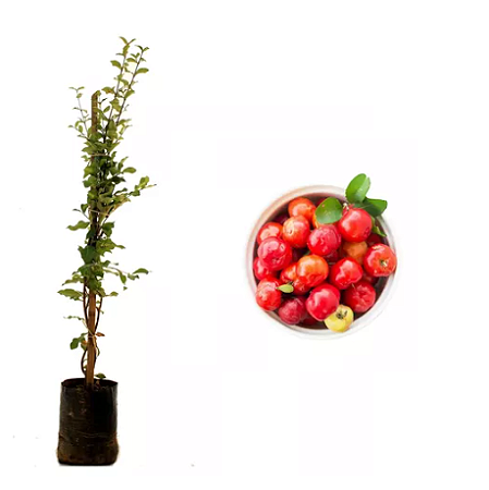 Acerola - 1 Muda Frutífera - Pronta Para Plantar