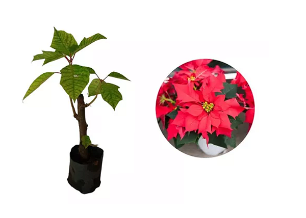 Bico De Papagaio Vermelho - 1 Muda Ornamental