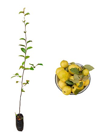 Marmelo Grande - 1 muda - Produz Em Um Ano!