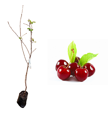 Cereja Fruta - 1 Muda Enxertada