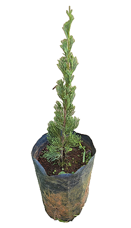 Cipreste Vela / Tuia Vela - 1 muda pequena