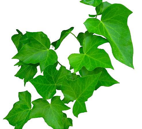 Hera/ Heras - 1 Muda - Ideal Para Cobrir Muros!