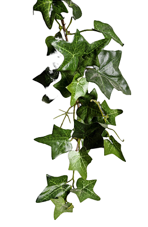 Hera/ Heras - Kit 3 Muda - Ideal Para Cobrir Muros!