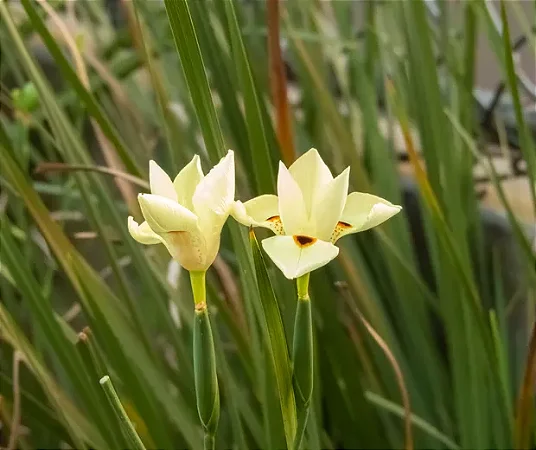 Moréia - Flor Amarela - 1 Muda Premium