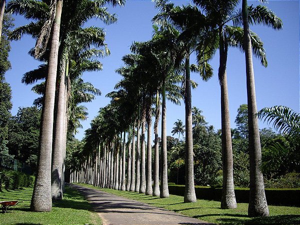 Palmeira Imperial 1 Muda De 1 Metro Manah Da Terra