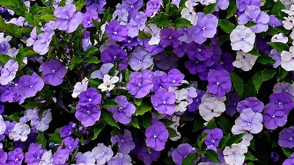 Manacá de cheiro - 1 Muda - Floresce várias vezes no ano!!