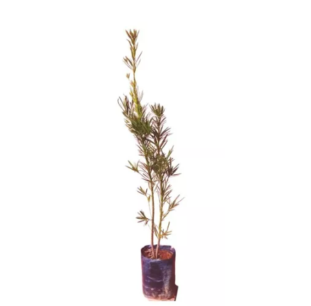 Podocarpus -  1 Muda Para Cerca Viva