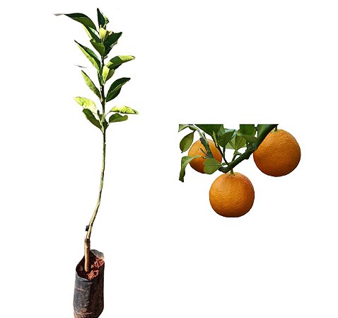 Laranja da Terra - 1 Muda Enxertada - Produz Rápido