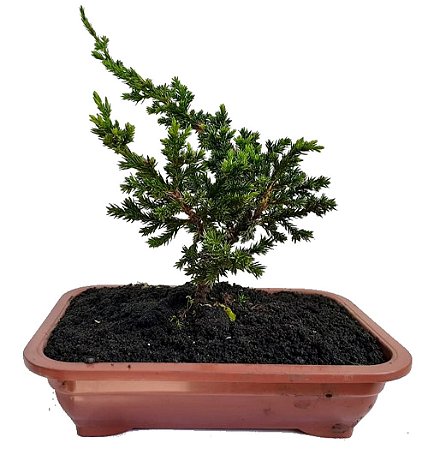 Bonsai Junípero - 1 Muda - Foto Real