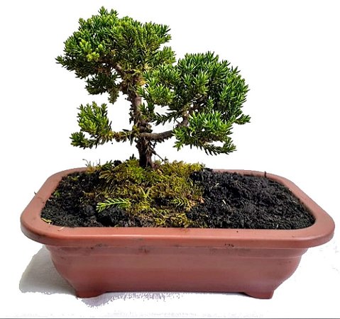 Bonsai Mini Junípero - 1 Muda - Foto Real