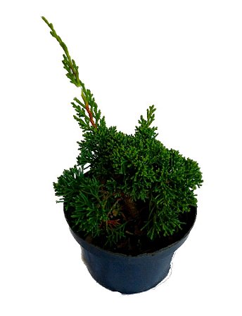 Tuia Shimpaku (juniperus Chinensis) - 1 Muda Ornamental