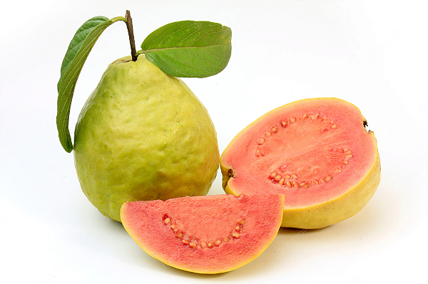 Goiaba Paluma -  1 Muda Próxima de Produzir - Sem agrotóxicos