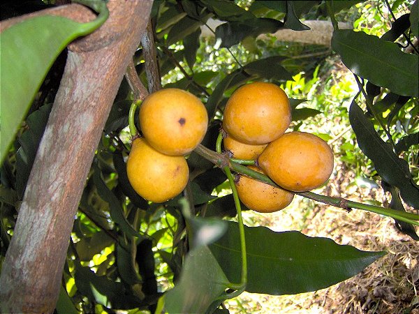 Muda Frutifera de Achachairu - Cultivo Livre de Agrotóxicos!