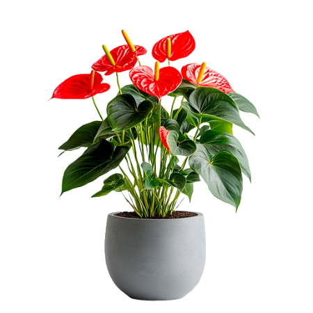 Antúrio Vermelho / Red - 1 Planta - Com Flor