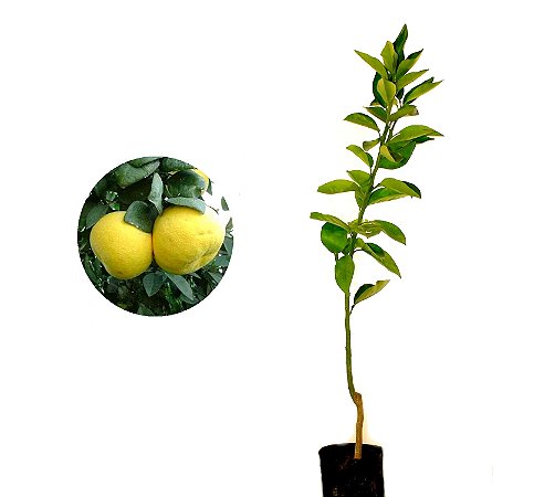 Laranja Zamboa - 1 Muda Enxertada - Já Produzindo!