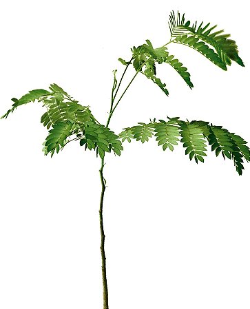 Sibipiruna (Grande) - 1 Muda Ornamental