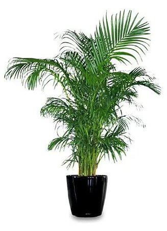 Muda de Palmeira Areca Bambu - 1 Muda Ornamental Belissima - Manah da Terra