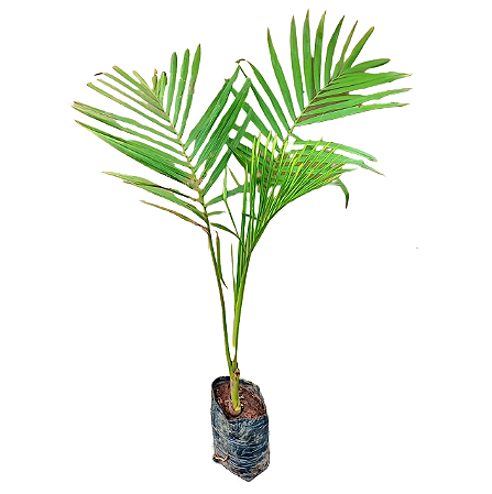 Palmeira Jussara - 1 Muda Ornamental
