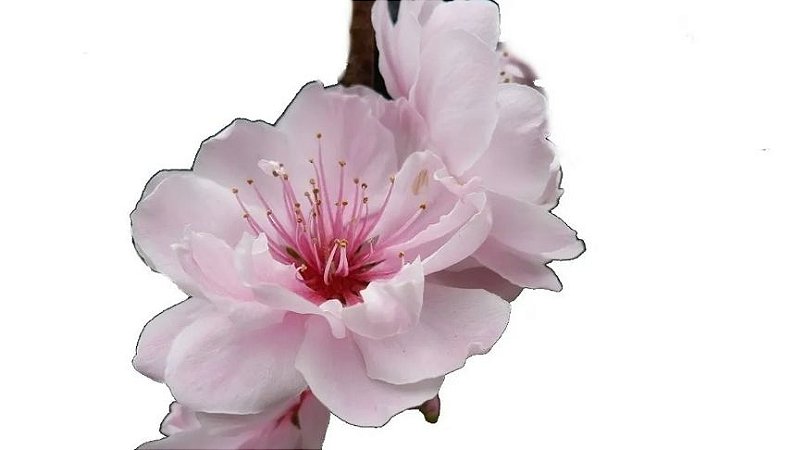 Muda Ornamental de Cerejeira Sakura - Com até 40cm!