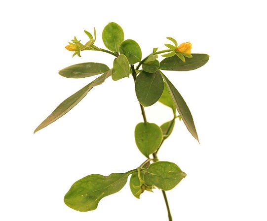 Jasmim Fruticans - 1 Muda Média