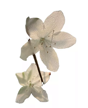 Azaleia Branca - 1 Muda Ornamental