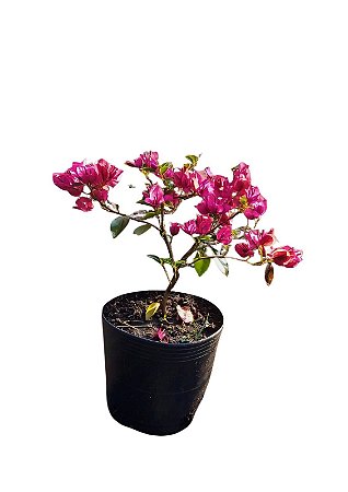 Muda Ornamental de Bougainvillea / Primavera - já florindo-lilás/roxo