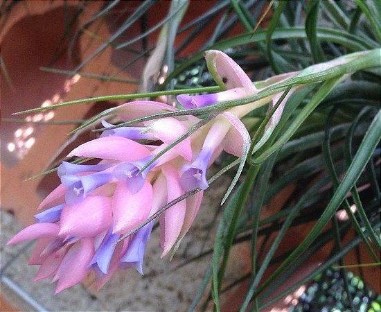 Tillandsia stricta (Air Plant)