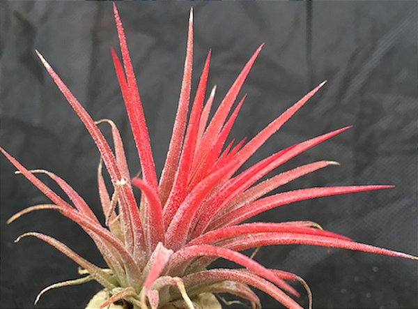 Tillandsia ionantha Var. ionantha (Air Plant)