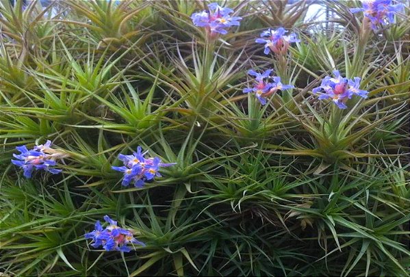 Tillandsia bergeri (Air Plant)