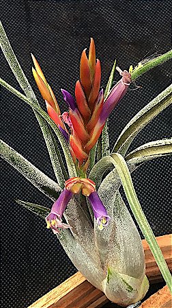 Tillandsia paucifolia (Air Plant)