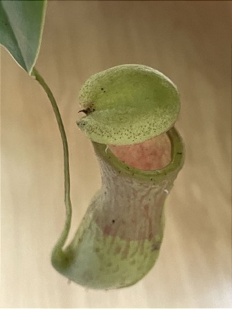 Nepenthes khasiana x Nep. ventricosa (Planta Carnivora)