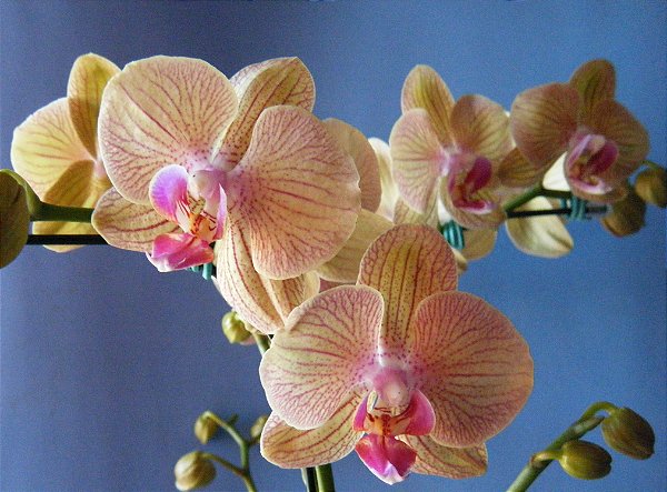 Phalaenopsis Orchids World x Lemon Splash