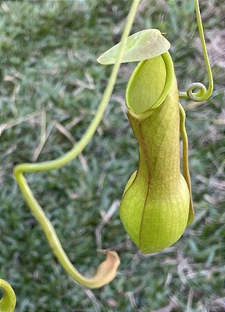 Nepenthes pokemon - Plantas Carnívoras