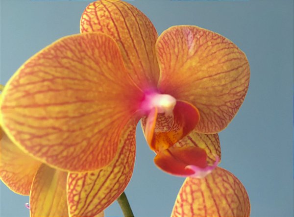 Phalaenopsis Golden Star