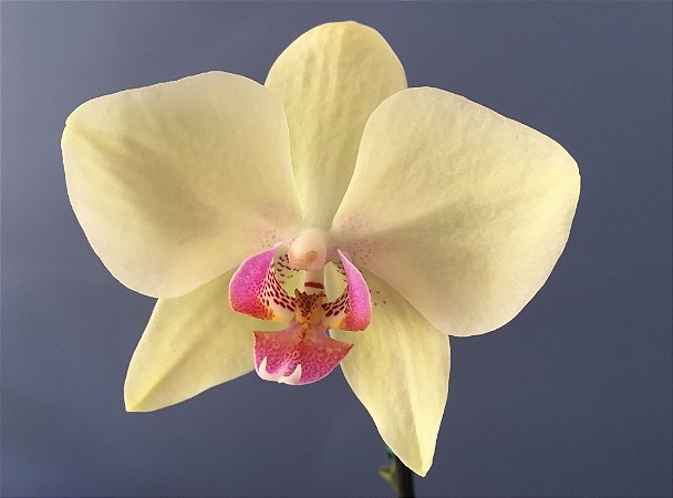 Phalaenopsis Carel Cambell