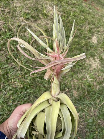 Tillandsia streptophylla "King Size"  (Air Plant)