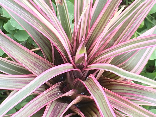 Tillandsia Cyanea Var. Albo Variegata