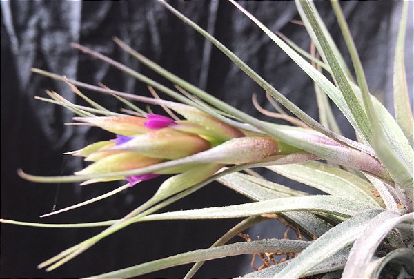 Tillandsia stricta Var Silver (Air Plant)