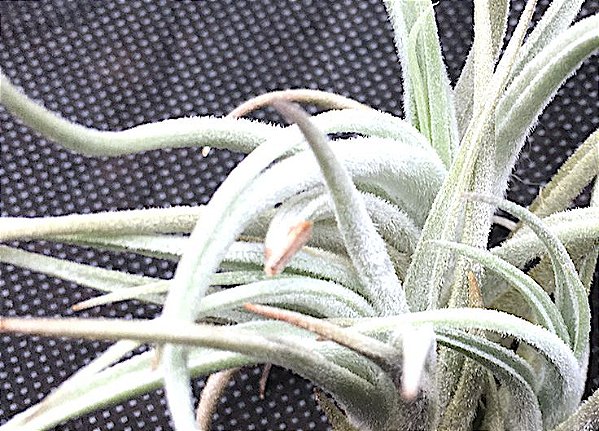 Tillandsia cardenasii (Air Plant)