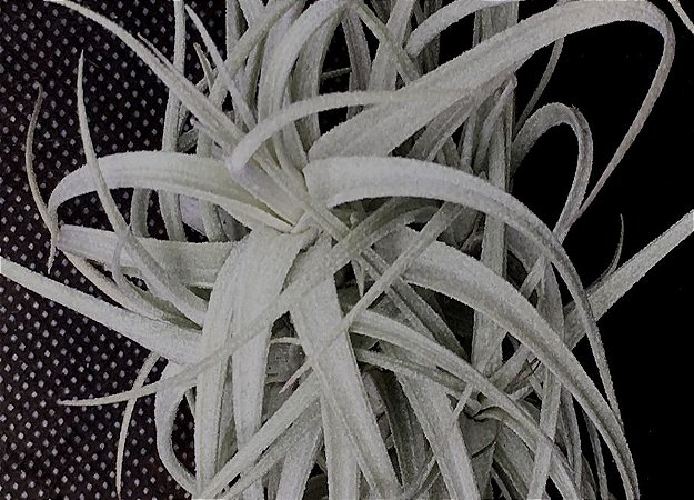 Tillandsia tectorum x paleacea (Air Plant)