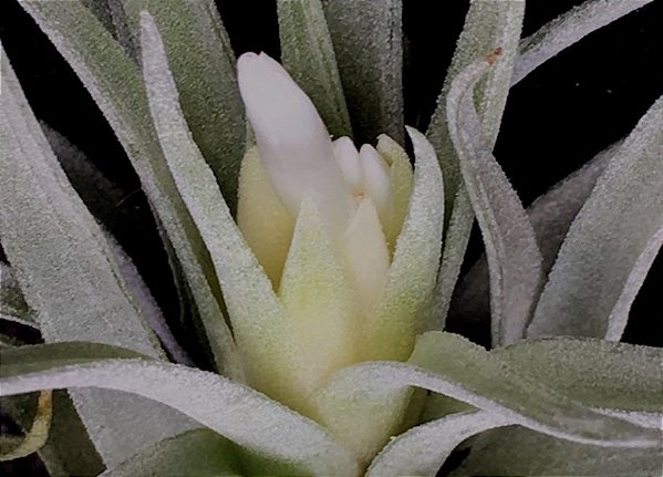 Tillandsia plagiotropica (Air Plant)