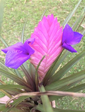 Tillandsia anceps