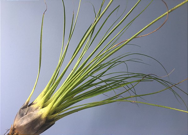 Tillandsia punctulata